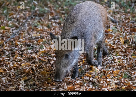 2 junge Wildschweine in den Wald Stockfoto