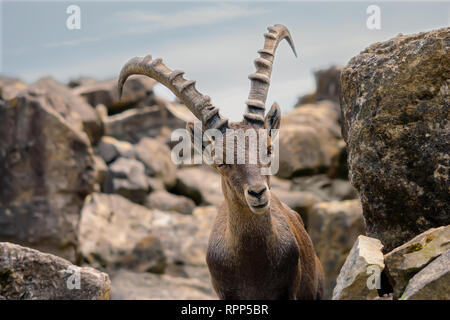 Leistungsstarke Steinbock in den Alpen Stockfoto