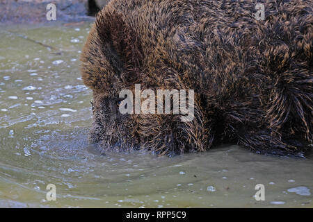 Wildschwein Grabungen in den schlammigen Pool Stockfoto