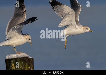 Möwe mit ausgestreckten Flügeln sitzend auf hölzerne Stange im Winter Stockfoto