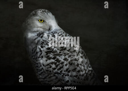 Snowy Owl vor schwarzem Hintergrund Stockfoto