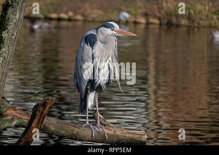 Great Blue Heron sitzt auf der gefallenen Baum am Teich Stockfoto