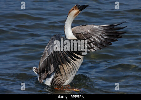 Flügel flattern Gans am Ammersee Stockfoto