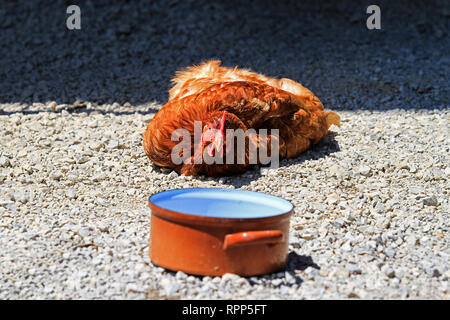 Huhn vor Wasser Schüssel bei sengender Hitze Stockfoto