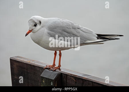 Seagull sitzen auf der Rückseite einer Bank an der See Stockfoto