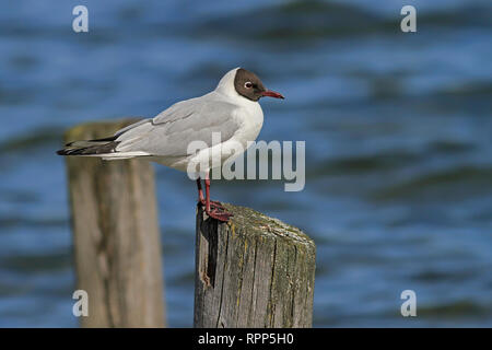 Gull sitzen auf einem alten verwitterten hölzernen Stange Stockfoto