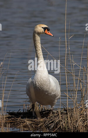 Mute swan auf seinem Nest an einem Teich in Bayern Stockfoto