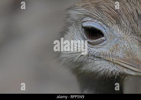 Emu Strauß Nahaufnahme des Gesichts Auge grauer Hintergrund verschwommen Stockfoto