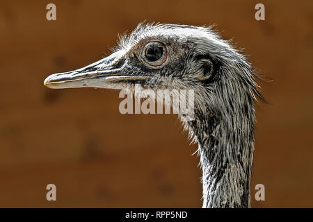 Strauß emu portrait Kopf vor unscharfen Hintergrund Stockfoto