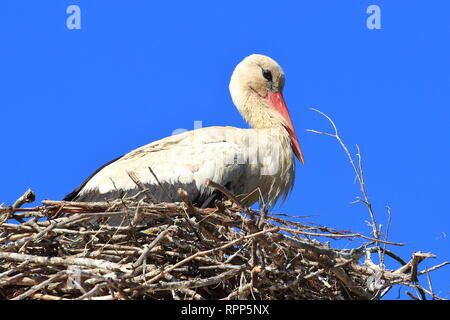 Weißstorch im Nest auf haus dach, blauen Himmel im Hintergrund; Naturpark Lonjsko Polje, Kroatien Stockfoto