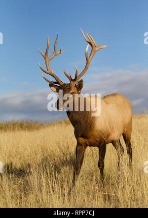 Rocky Mountain Elk in Prairie grasland vor einem natürlichen Hintergrund von blauer Himmel mit Wolken Stockfoto