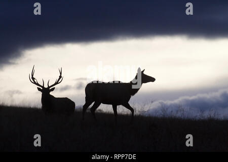 Paar Rocky Mountain Elk - Dämmerung Silhouette auf einer Kante oben gegen einen dramatischen Himmel mit Wolken Stockfoto