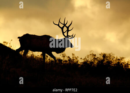 Rocky Mountain Elk Silhouette - vor einem dramatischen Himmel Stockfoto