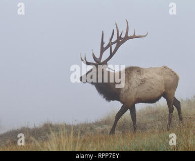 Eine sehr große bull Elk Spaziergänge über die Wiese an einem nebligen Septembermorgen - dieser Bulle hat einen Tropfen Tine, was äußerst selten ist auf der Elk Geweih Stockfoto