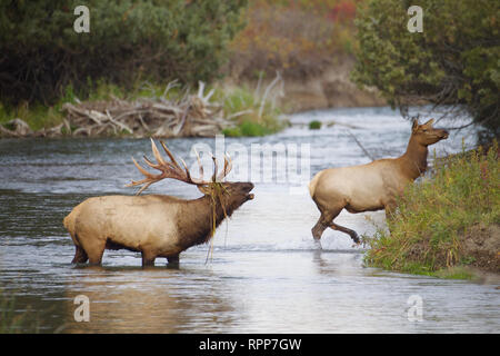 Rocky Mountain Elk eine extrem große Stier brüllt seine Paarung Anruf, während er nach einem weiblichen über einen Bach im Herbst Zucht Stockfoto