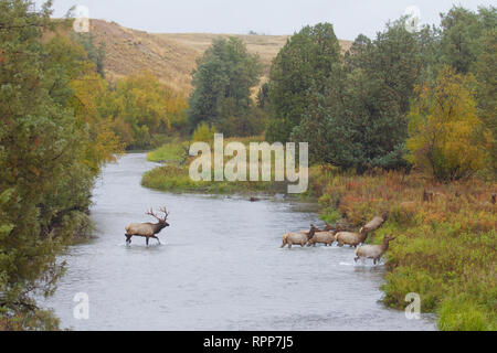 Rocky Mountain Elk - eine ausgereifte Stier folgt seinem Harem über einen Bach im Herbst Zucht Stockfoto