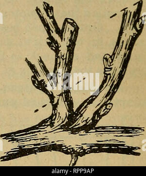 . Amateur Obst wächst. Obst - Kultur. 50 DIE TRAUBE.. Abb. 37. - ein Ansporn. Die gestrichelten Linien zeigen, wo die prun - ing sollte getan werden. Holz, Zweige von den wichtigsten Zuckerrohr, können darin geschult werden, eine neue Haupt Zuckerrohr zu bilden. Die wichtigsten Zuckerrohr so festgelegt verwurzelt und damit den neuen weinstock von einem seiner Zweige gebildet zu stärken. Unter diesem System keine Sommer Kneifen ist notwendig. Nach der Reben in dieser Weise für acht, zehn oder mehr Jahre ausgebildet wurden, es sollte viele flexible main Stöcke, und als sie zu alt und zu steif leicht Sie sollten entweder geschnitten werden, um biegen und von einigen jungen Bären - ersetzt Ich Stockfoto