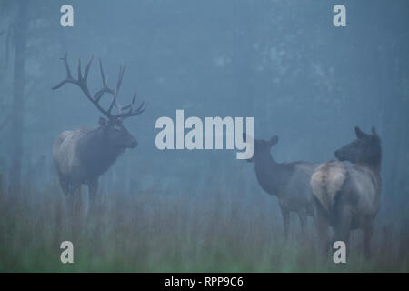 Eine majestätische bull Elk Ansätze zwei weibliche Elk an einem nebligen Morgen im Norden von Pennsylvania Holz Stockfoto