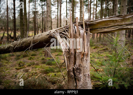 Eine Nahaufnahme eines Baumes Split und von der Mitte Trunk über in einem Sturm von starkem Wind geblasen gebrochen. Stockfoto