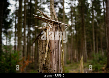 Eine Nahaufnahme eines Baumes Split und von der Mitte Trunk über in einem Sturm von starkem Wind geblasen gebrochen. Stockfoto