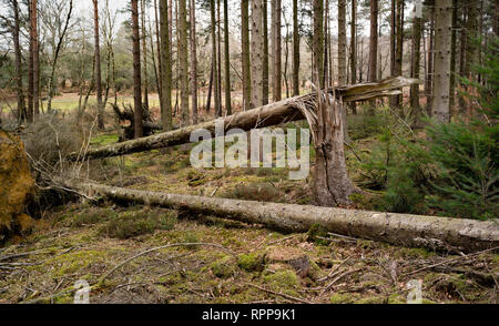 Ein Baum über in den letzten Sturm Wetter zeigt die Kraft des Windes, die eine Split trunk geblasen. Stockfoto