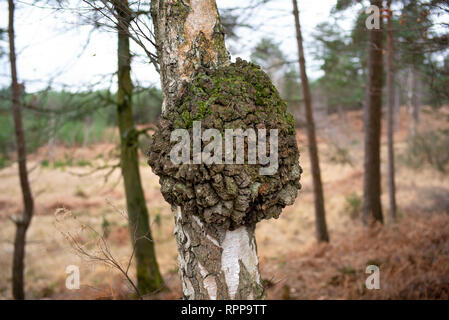 Ein Baum mit einem anormalen knubbeligen Wachstum auf bekannt als ein Grat, Grate oder Burl es zu einer Masse Tumor in ein Tier ähnlich, aber verursacht keine Schäden an einem Baum. Stockfoto