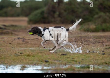Ein junger englischer Springer Spaniel (11 Monate) mit Kugel in den Mund spritzt über Wasserflächen im New Forest UK nach starkem Regen angemeldet. Stockfoto