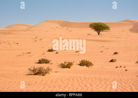 Isolierte Baum in die Wahiba Wüste Sand (Oman) Stockfoto
