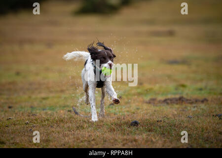 Ein junger englischer Springer Spaniel (11 Monate) mit Kugel in den Mund spritzt über Wasserflächen im New Forest UK nach starkem Regen angemeldet. Stockfoto