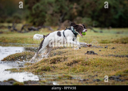 Ein junger englischer Springer Spaniel (11 Monate) mit Kugel in den Mund spritzt über Wasserflächen im New Forest UK nach starkem Regen angemeldet. Stockfoto