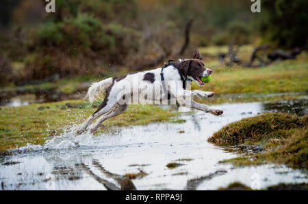 Ein junger englischer Springer Spaniel (11 Monate) mit Kugel in den Mund spritzt über Wasserflächen im New Forest UK nach starkem Regen angemeldet. Stockfoto