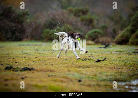 Ein junger englischer Springer Spaniel (11 Monate) mit Kugel in den Mund spritzt über Wasserflächen im New Forest UK nach starkem Regen angemeldet. Stockfoto