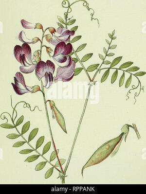 . Alpen-Flora: Westalpen. Berg pflanzen. - 37-Beri^ wäldei. Vicia silvatica. Vesce des Bois. Waldwicke. Wood-Vetch.. Bitte beachten Sie, dass diese Bilder sind von der gescannten Seite Bilder, die digital für die Lesbarkeit verbessert haben mögen - Färbung und Aussehen dieser Abbildungen können nicht perfekt dem Original ähneln. extrahiert. Senn, Gustav, 1875-1945; Kaftner, C. Heidelberg: C. Winter Stockfoto