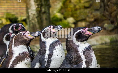 Drei Humboldt Pinguine gemeinsam am Wasser, Ufer, bedrohte Vögel mit gefährdeten Status Stockfoto