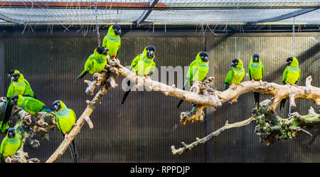 Die vogelzucht, ein Zweig mit Nanday sittiche in einer Voliere, beliebte Haustiere in der vogelzucht, Tropische kleine Papageien aus Amerika Stockfoto