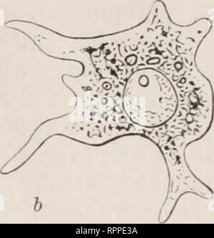 . Allgemeine Physiologie; ein Grundriss der Lehre vom Leben. Physiologie; Biologie. . Bitte beachten Sie, dass diese Bilder sind von der gescannten Seite Bilder, die digital für die Lesbarkeit verbessert haben mögen - Färbung und Aussehen dieser Abbildungen können nicht perfekt dem Original ähneln. extrahiert. Verworn, Max, 1863-1921. Jena, Fischer G. Stockfoto