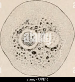 . Allgemeine Physiologie. Ein Grundriss der Lehre vom Leben. Physiologie, Vergleichende. . Bitte beachten Sie, dass diese Bilder sind von der gescannten Seite Bilder, die digital für die Lesbarkeit verbessert haben mögen - Färbung und Aussehen dieser Abbildungen können nicht perfekt dem Original ähneln. extrahiert. Verworn, Max, 1863-1921. Jena, Fischer G. Stockfoto