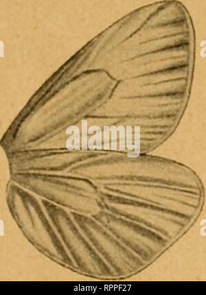 . Allgemeine Zeitschrift für Entomologie Organ der "Allgemeinen Entomologischen Gesellschaft"; internationales Organ für die vitalen Interessen der allgemeinen und angewandten Entomologie wie der Insekten-Biologie. Insekten. . Bitte beachten Sie, dass diese Bilder sind von der gescannten Seite Bilder, die digital für die Lesbarkeit verbessert haben mögen - Färbung und Aussehen dieser Abbildungen können nicht perfekt dem Original ähneln. extrahiert. Allgemeine Entomologische Gesellschaft; Metcalf Sammlung (North Carolina State University). NCRS; Tippmann Sammlung (North Carolina State Universi Stockfoto