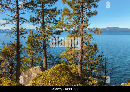 Jeffrey Pinien entlang des Lake Tahoe shore Line State Park, Lake Tahoe, Nevada, United States Stockfoto