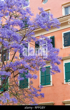 Jacaranda Baum und alte Gebäude in Korfu, Griechenland Stockfoto