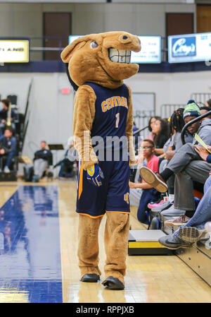 Edmond, OK, USA. 21 Feb, 2019. Universität Central Oklahoma Maskottchen Buddy während ein Basketballspiel zwischen der Fort Hays State Tiger und der zentralen Oklahoma Bronchos am Hamilton Field House in Edmond, OK. Grau Siegel/CSM/Alamy leben Nachrichten Stockfoto