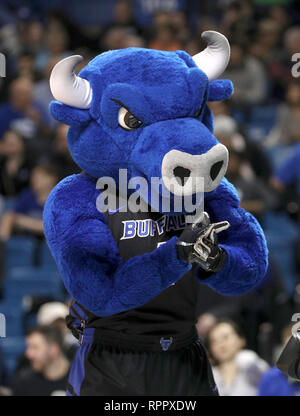 Amherst, New York, USA. Feb 22, 2019: Buffalo Bulls Maskottchen Victor E. vor Thte Start der ersten Hälfte des Spiels in der NCAA Basketball Spiel zwischen der Kent State Golden blinkt und Buffalo Stiere an Alumni-Arena in Amherst, NY (Nicholas T. LoVerde/Cal Sport Media) Credit: Cal Sport Media/Alamy leben Nachrichten Stockfoto