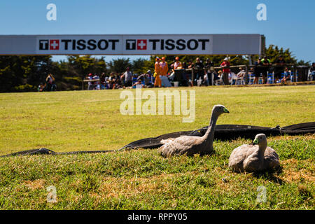 Melborune, Australien. 23. Feb 2019. Die berühmten Gänse während der 2019 MOTUL FIM Superbike Weltmeisterschaft auf Phillip Island, Australien am 23. Februar 2019. Credit: Dave Hewison Sport/Alamy leben Nachrichten Stockfoto