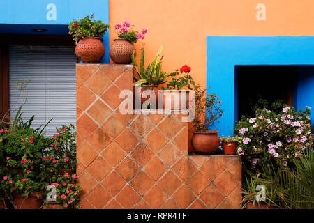 Topfpflanzen gegen bunte Wand Stockfoto