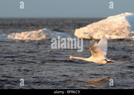 Migrant Höckerschwan (Cygnus olor) fliegen über den Peipsi See im Abendlicht Vergangenheit wind See Eis in der Nähe der Ufer, Estland, April angehäuft. Stockfoto