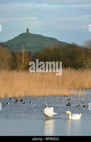 Höckerschwan Cygnus olor, Paar ruht auf einem Floß in der Nähe von anderen Wildvögeln bei der RSPB Schinken Wand RSPB Reservat mit Glastonbury Tor im Hintergrund, Somerset, UK. Stockfoto