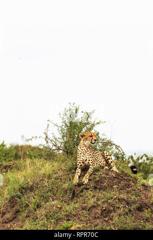 Cheetah. View Point in der Savanne. Die Masai Mara, Kenia Stockfoto