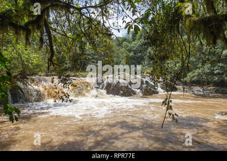 Kleine Stromschnellen der Flüsse im Dschungel des Kakamega Forest. Kenia, Afrika Stockfoto