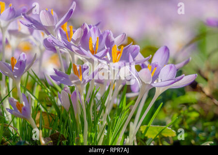 Bienen bestäuben Krokusse. In der Nähe von blühenden Krokusse Blumen an einem sonnigen Tag. Ansicht der Krokusse auf einer Wiese im Frühling. . Wachsende Crocus. Stockfoto