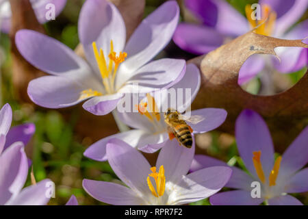 Bienen bestäuben Krokusse. In der Nähe von blühenden Krokusse Blumen an einem sonnigen Tag. Ansicht der Krokusse auf einer Wiese im Frühling. . Wachsende Crocus. Stockfoto